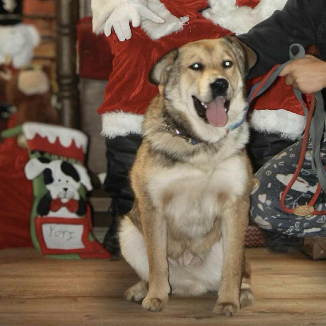 Yoti (20250805-14) — thumbnail 3