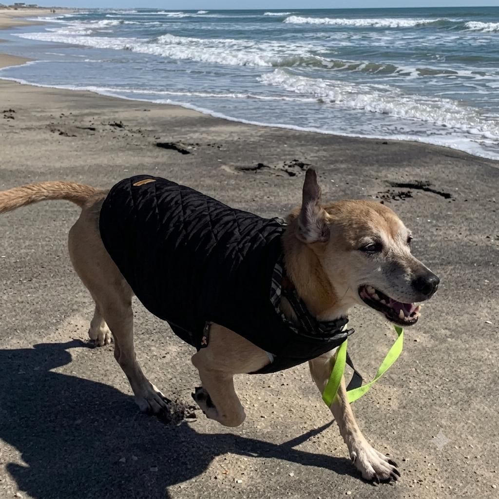 Benji, a Adoptable mixed breed in Brooklyn, NY image 2/6