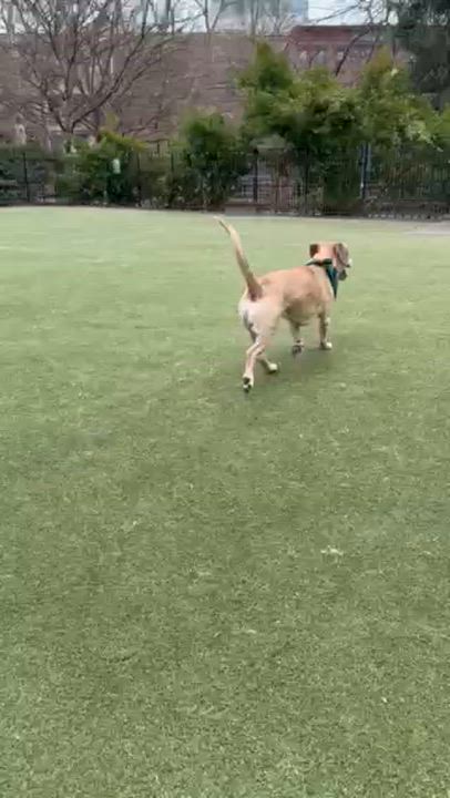 Enlarge Benji, a Adoptable mixed breed in Brooklyn, NY video 4/6