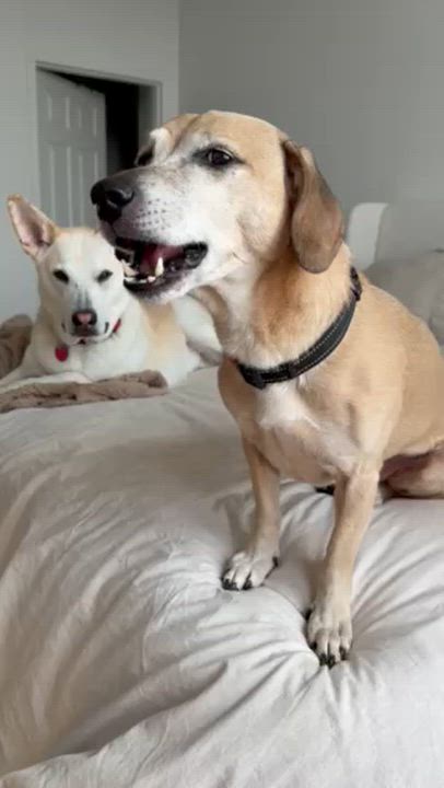 Enlarge Benji, a Adoptable mixed breed in Brooklyn, NY video 6/6