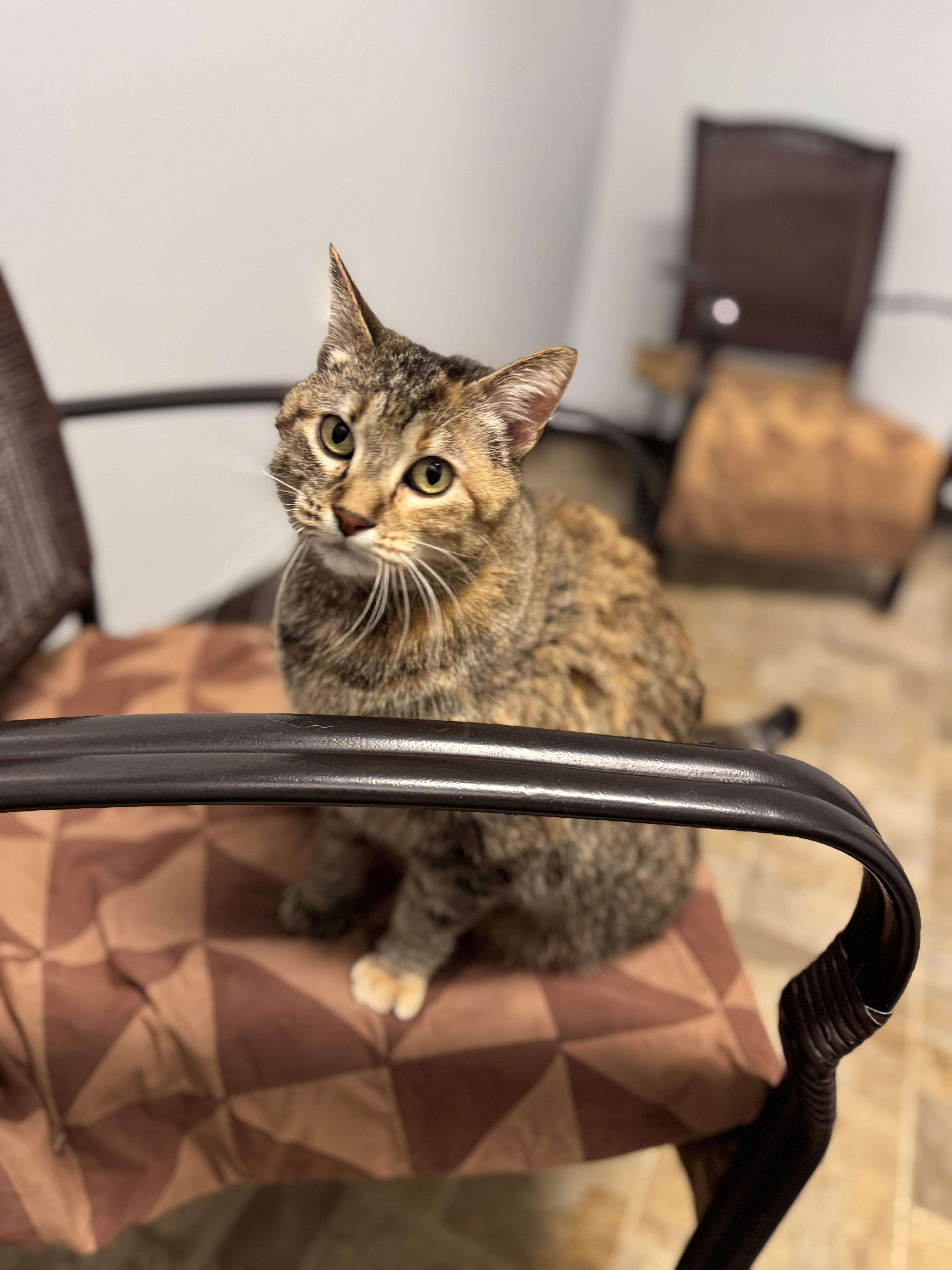 Joey, a ADOPTABLE Domestic Short Hair in Dodgeville, WI image 1/3