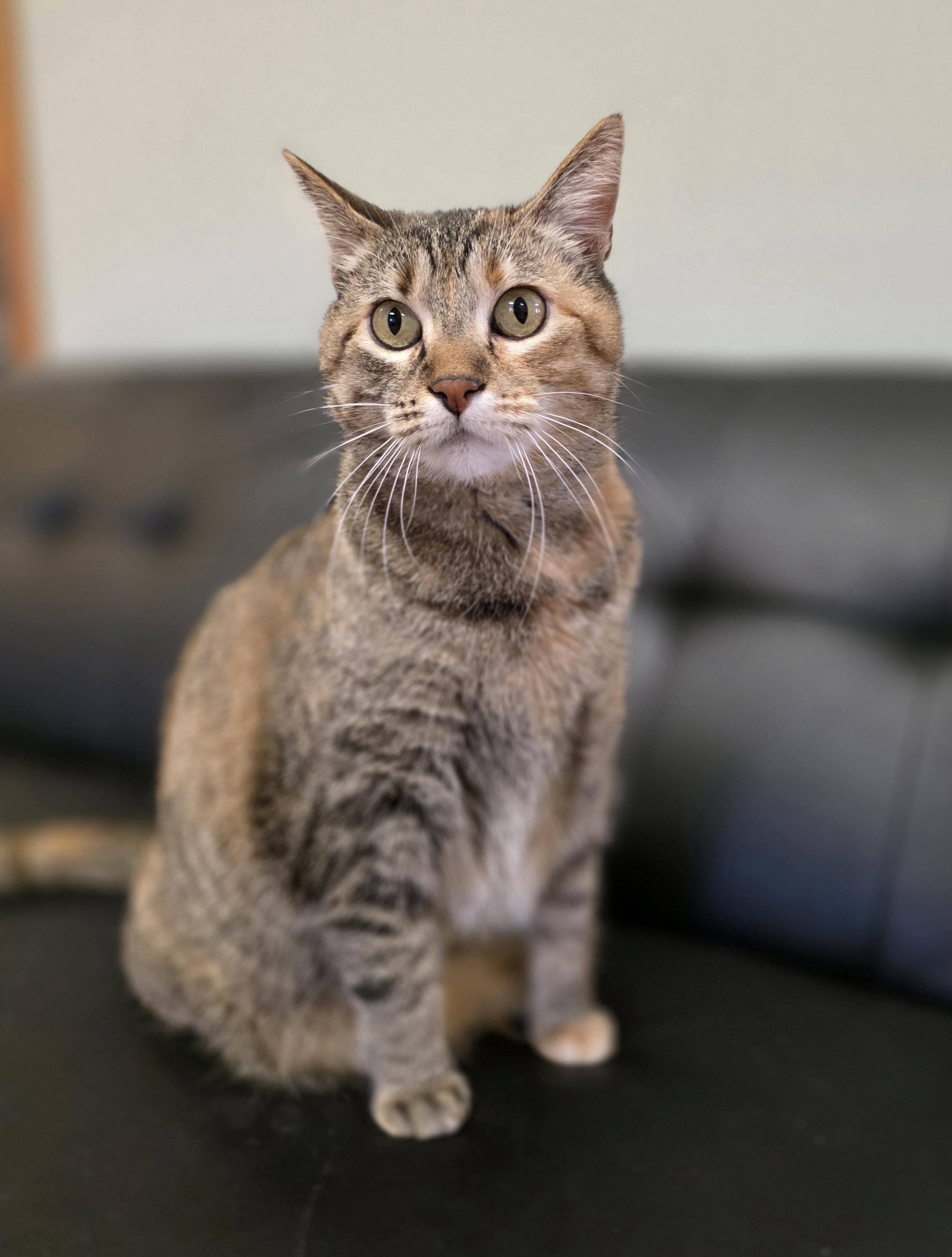 Joey, adoptable, Adult Female Domestic Short Hair.