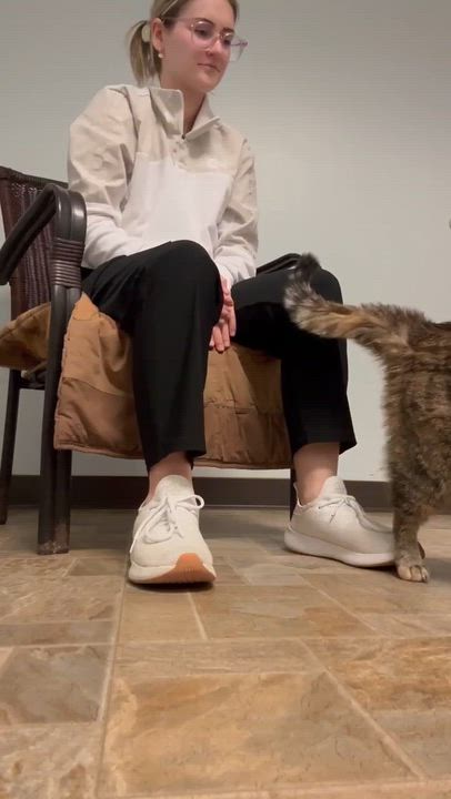 Enlarge Joey, a ADOPTABLE Domestic Short Hair in Dodgeville, WI video 3/3