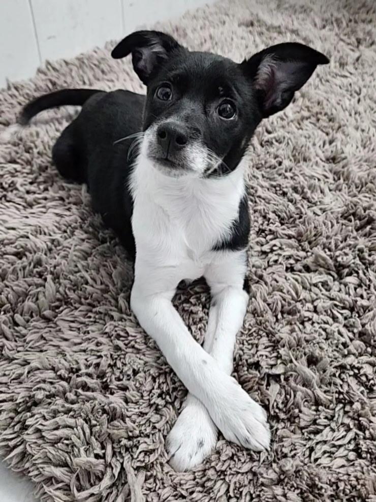 Waverly , an adopted mixed breed in Mokena, IL image 1/3