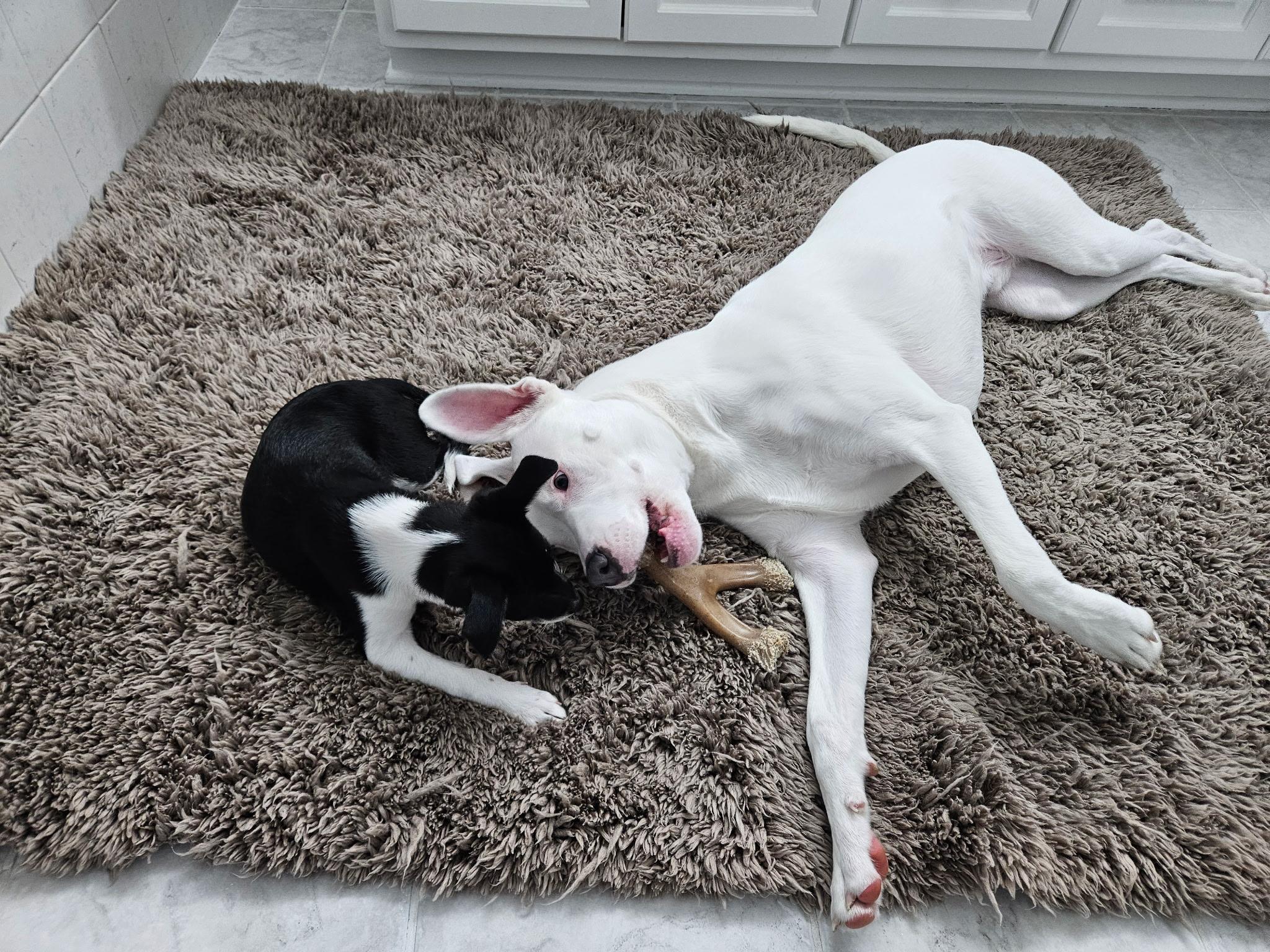 Waverly , an adopted mixed breed in Mokena, IL image 2/3