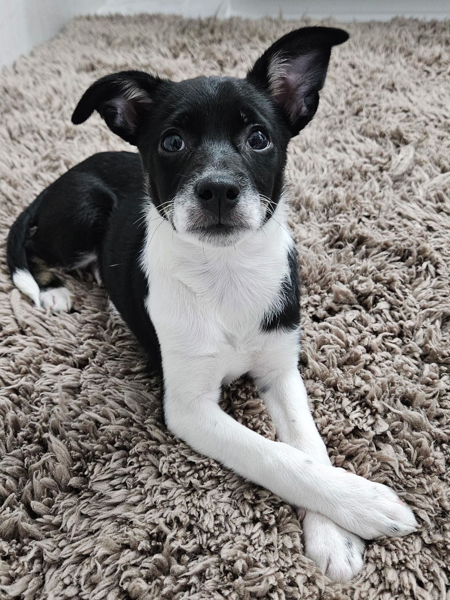 Waverly , an adopted mixed breed in Mokena, IL image 3/3