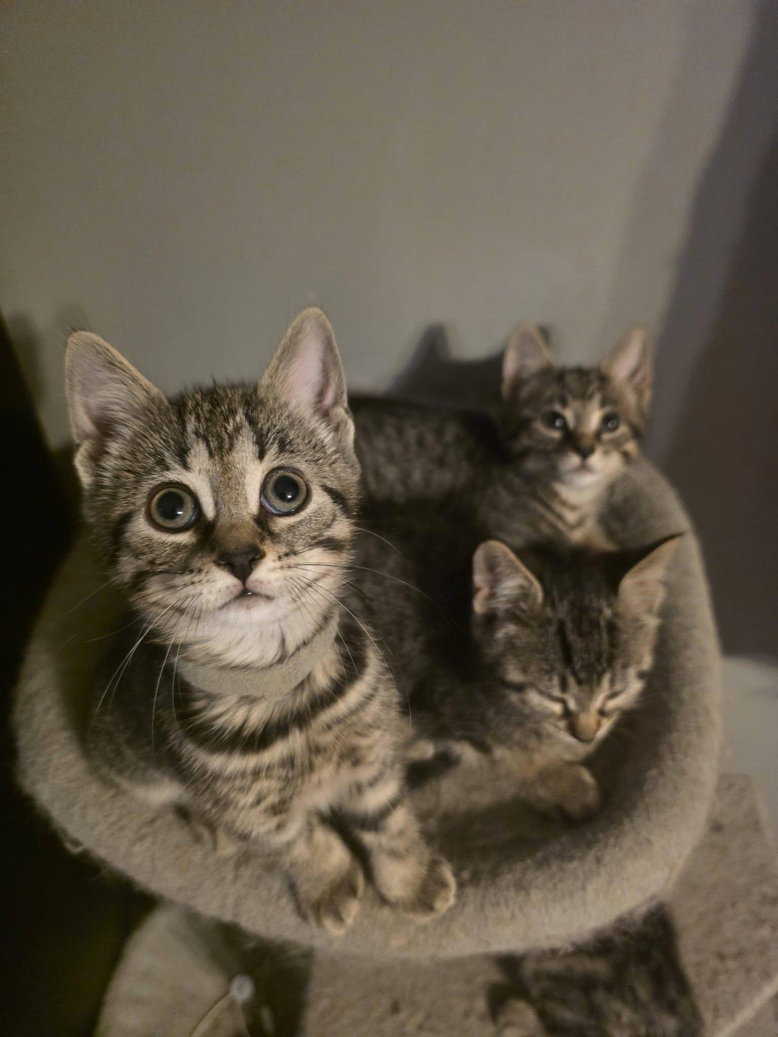 Enlarge Rosita, a Adoptable Domestic Short Hair in Spencerville, ON image 5/6