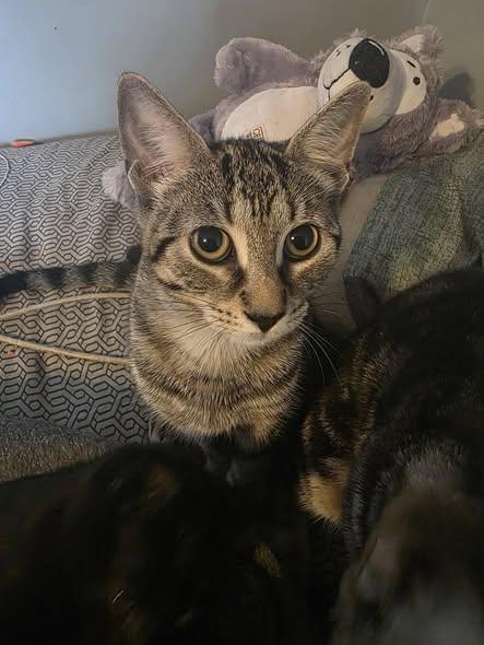 Rosita, Adoptable, Kitten Female Domestic Short Hair.