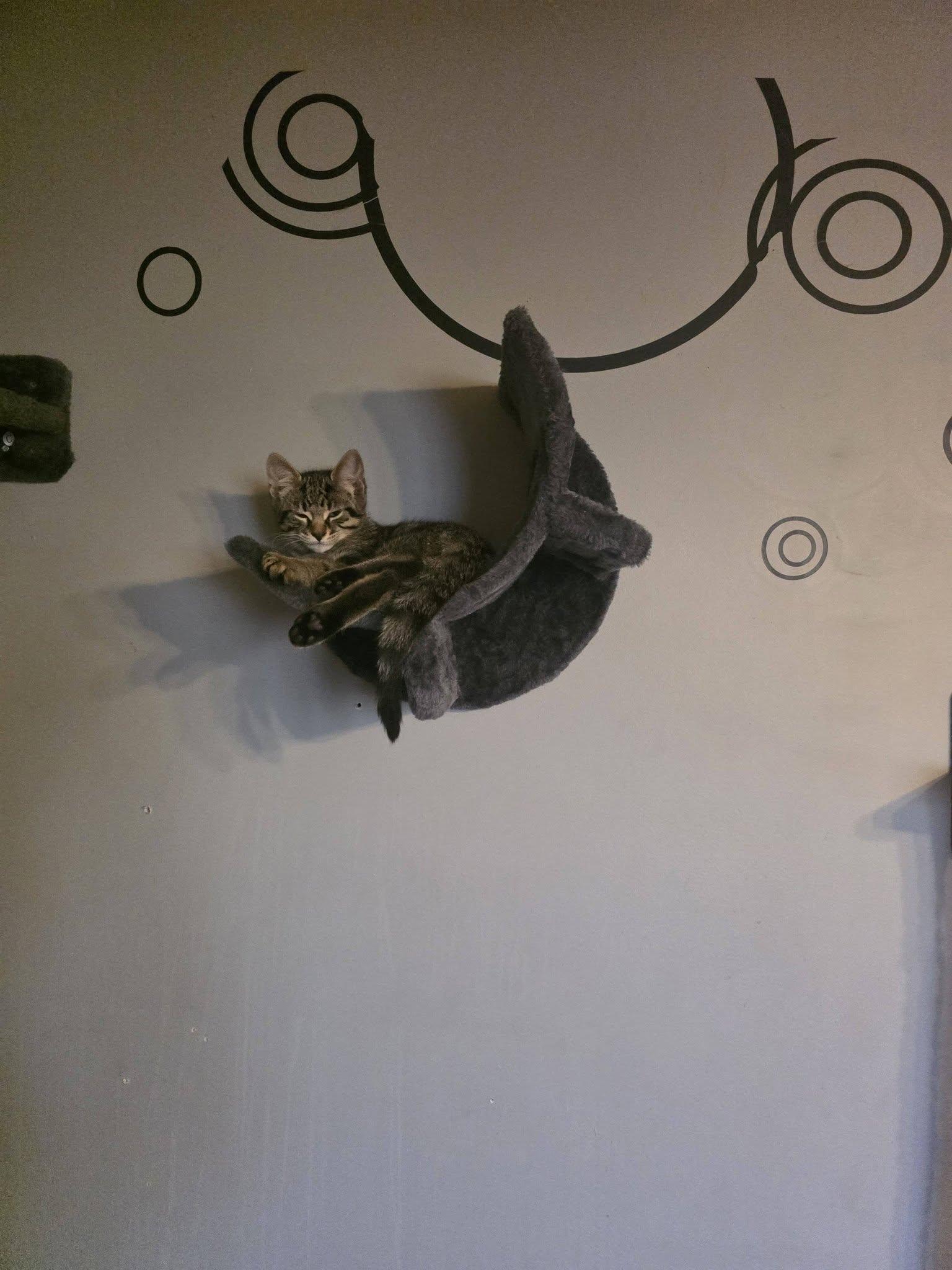 Enlarge Rosita, a Adoptable Domestic Short Hair in Spencerville, ON image 6/6