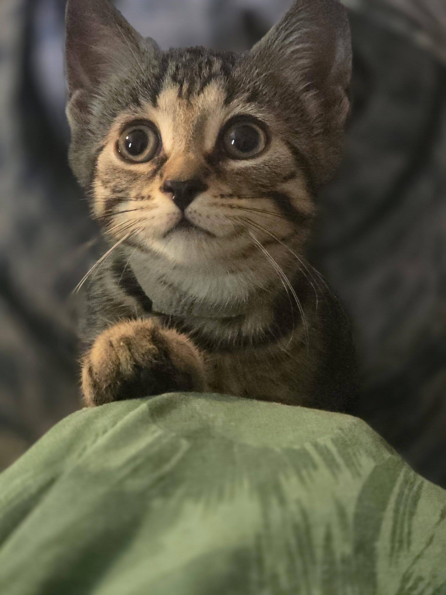 Enlarge Rosita, a Adoptable Domestic Short Hair in Spencerville, ON image 4/6