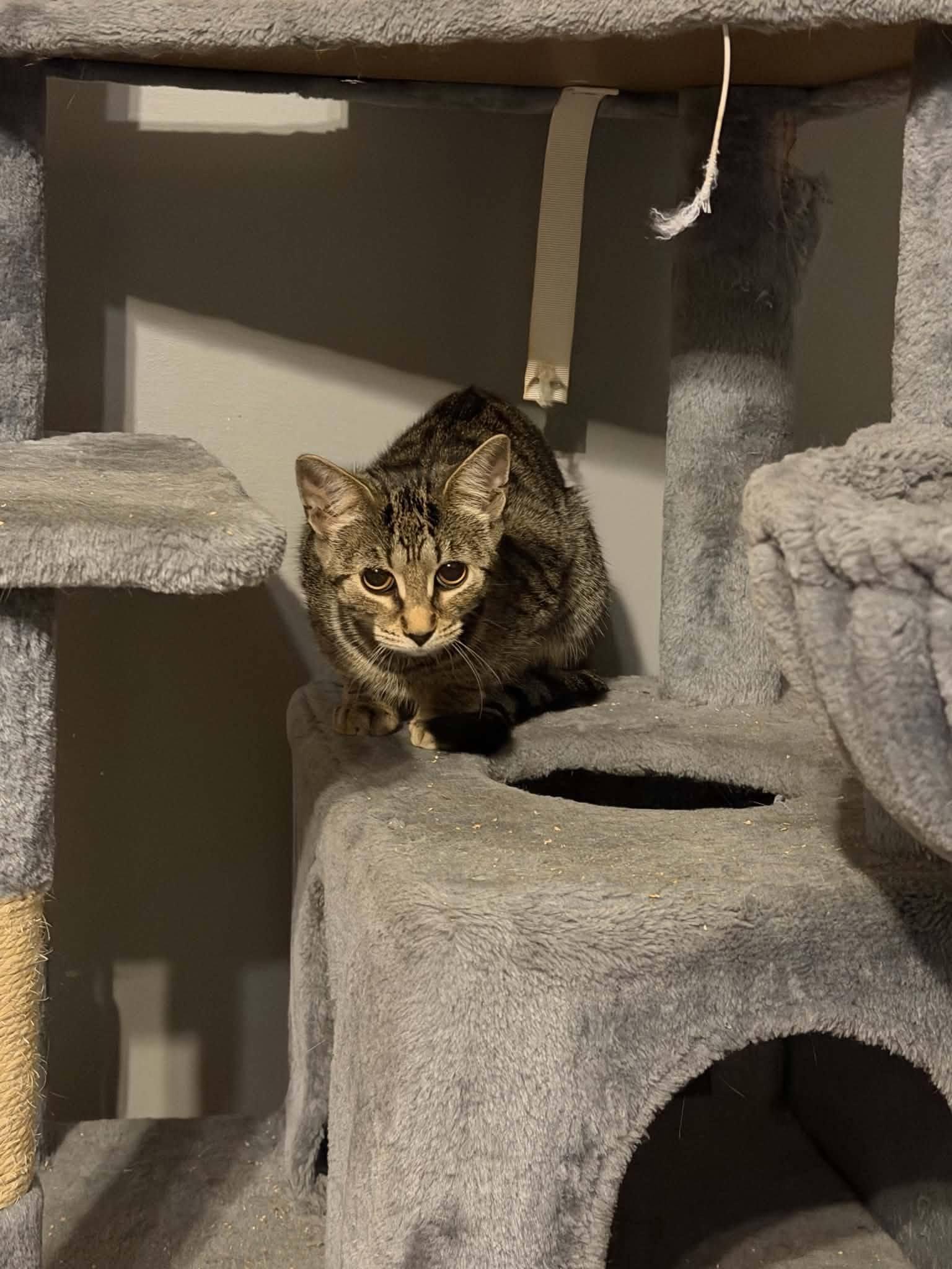 Enlarge Rosita, a Adoptable Domestic Short Hair in Spencerville, ON image 2/6