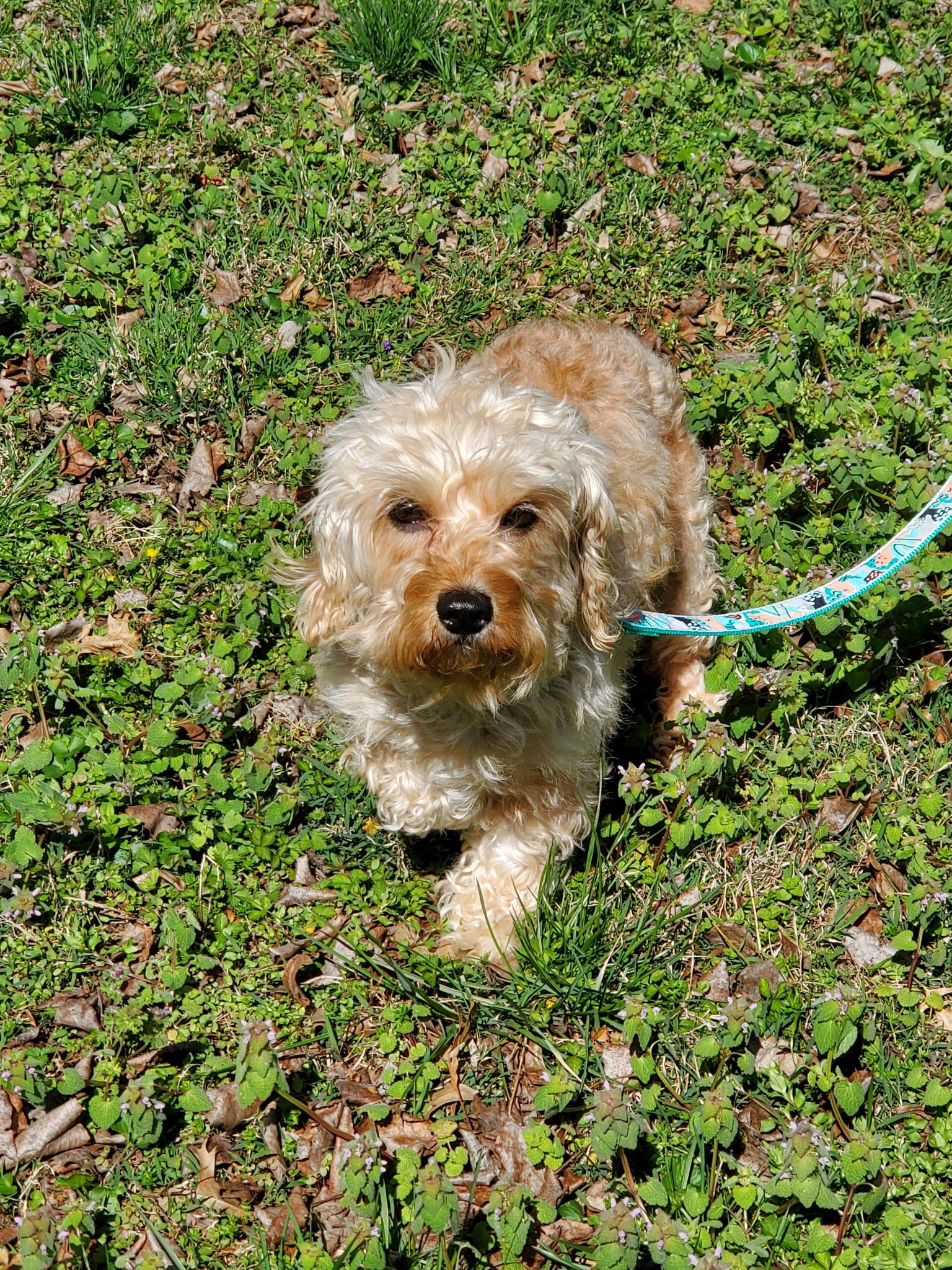 Enlarge Diamond, a ADOPTABLE Maltipoo in Hermitage, TN image 2/4