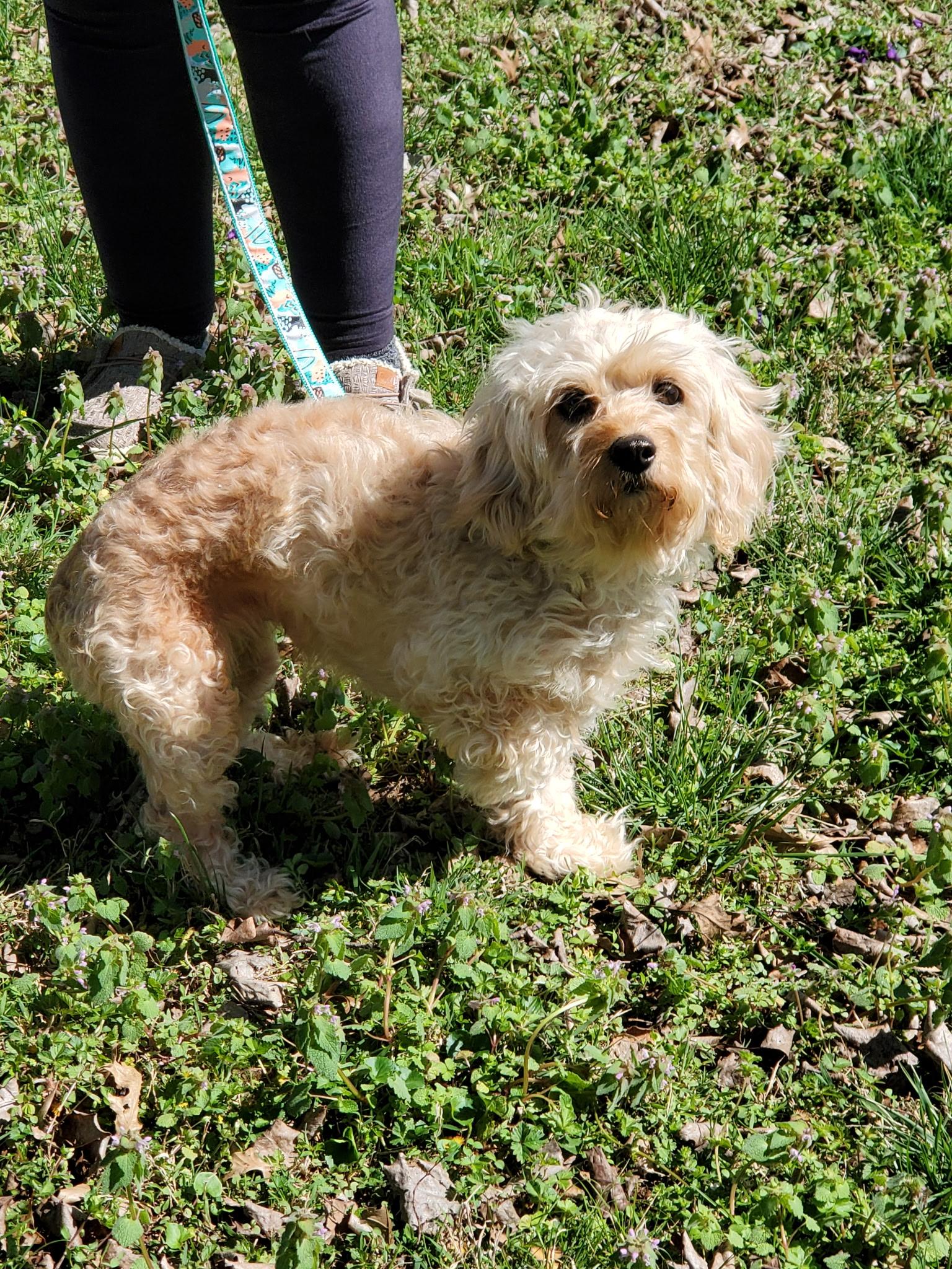 Enlarge Diamond, a ADOPTABLE Maltipoo in Hermitage, TN image 3/4