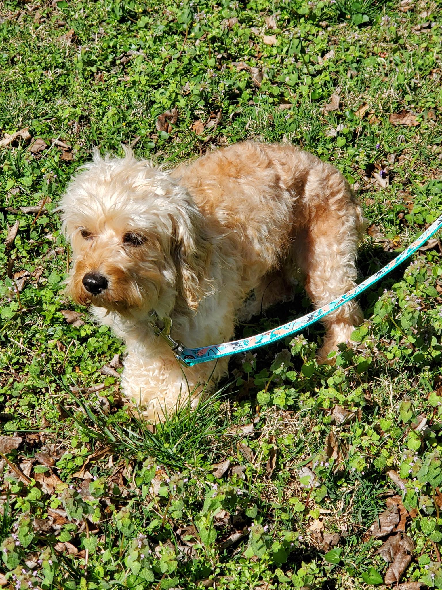 Enlarge Diamond, a ADOPTABLE Maltipoo in Hermitage, TN image 4/4
