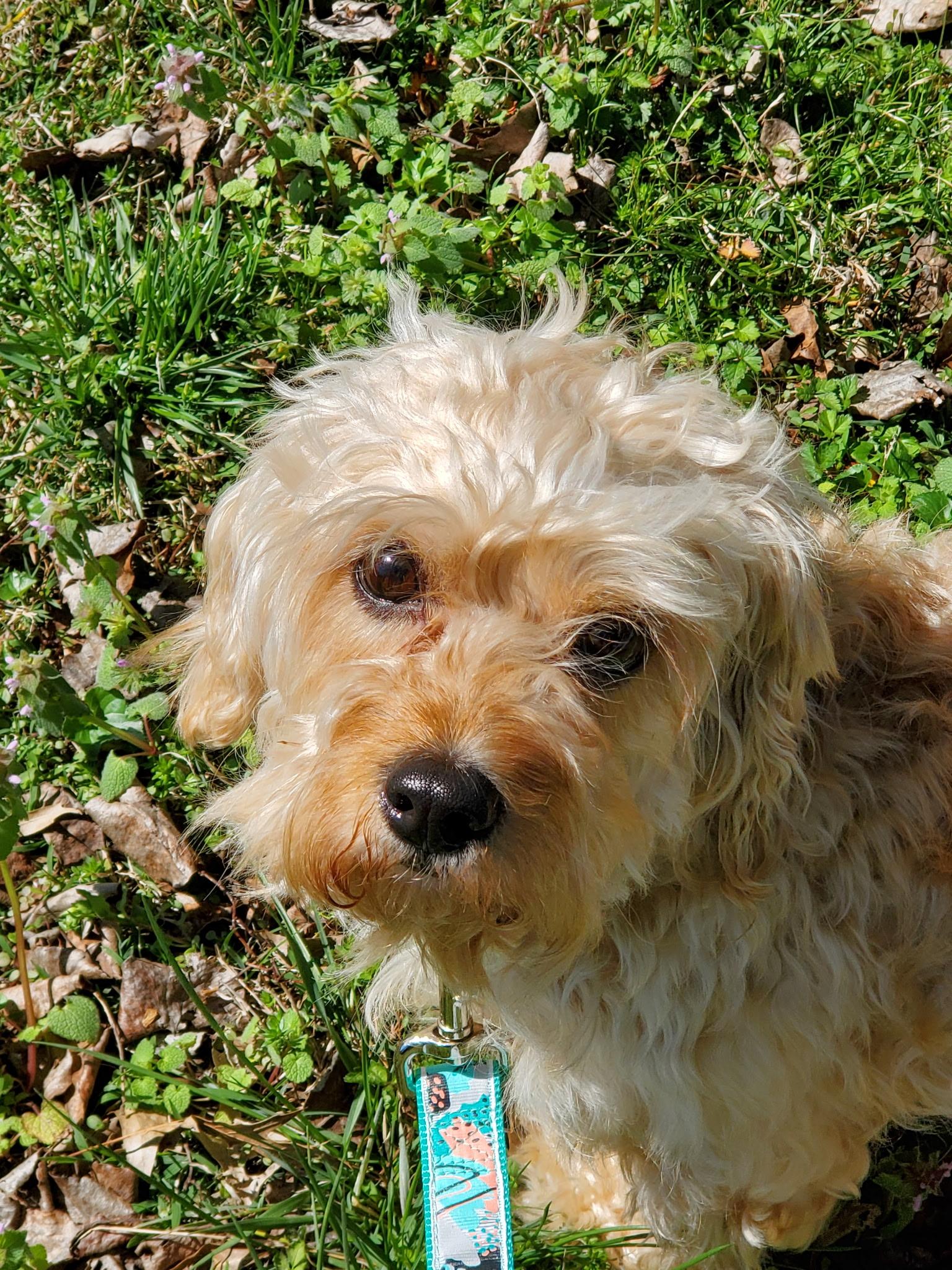 Enlarge Diamond, a ADOPTABLE Maltipoo in Hermitage, TN image 1/4