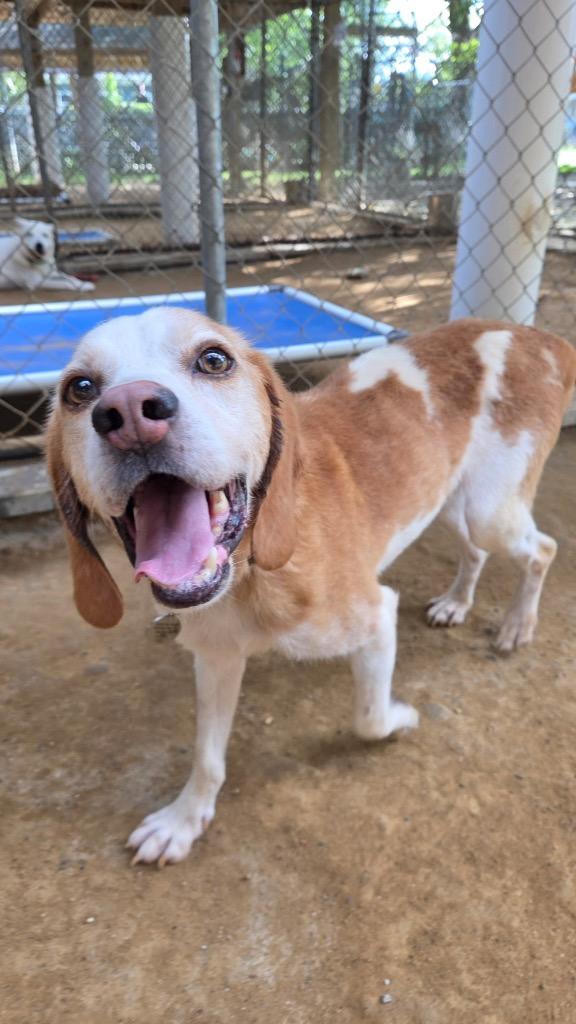 Enlarge Benny, a Adoptable Hound in Hampton, VA image 1/4