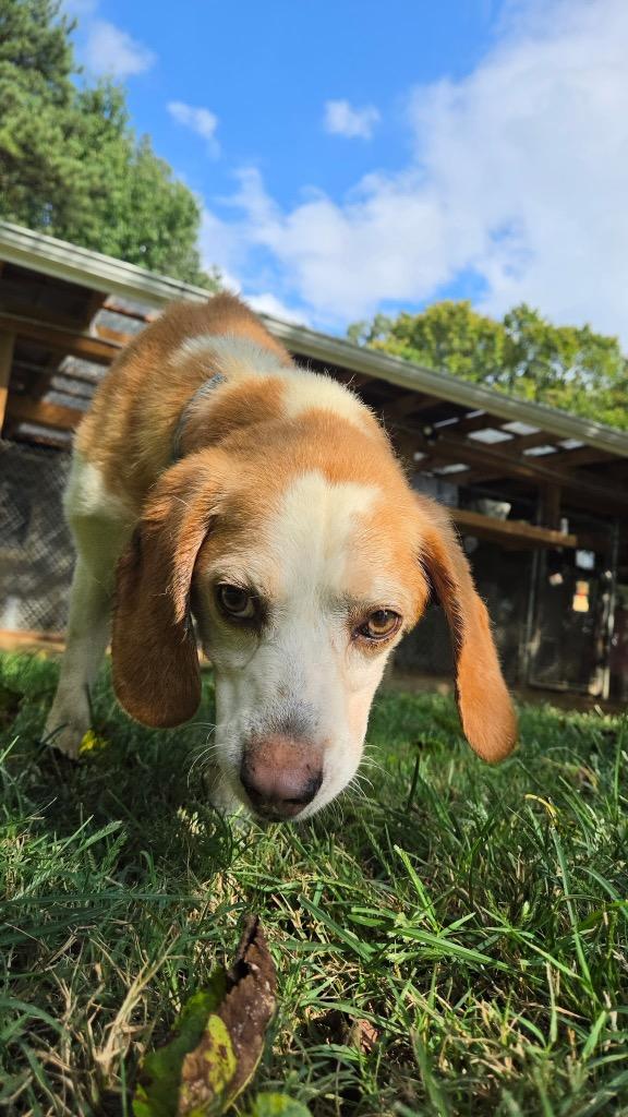 Enlarge Benny, a Adoptable Hound in Hampton, VA image 2/4