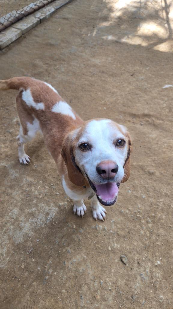 Enlarge Benny, a Adoptable Hound in Hampton, VA image 3/4