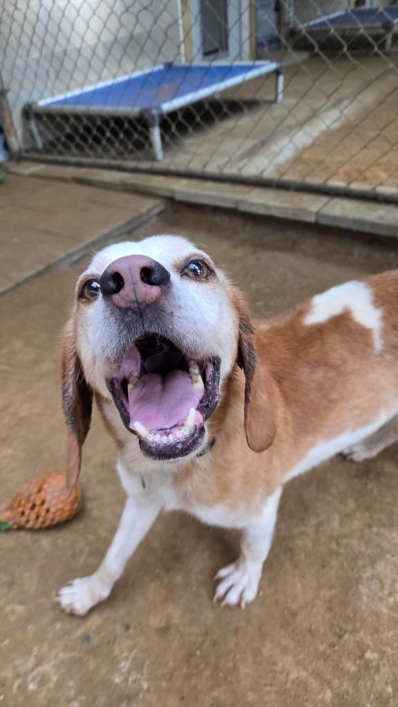 Enlarge Benny, a Adoptable Hound in Hampton, VA image 4/4