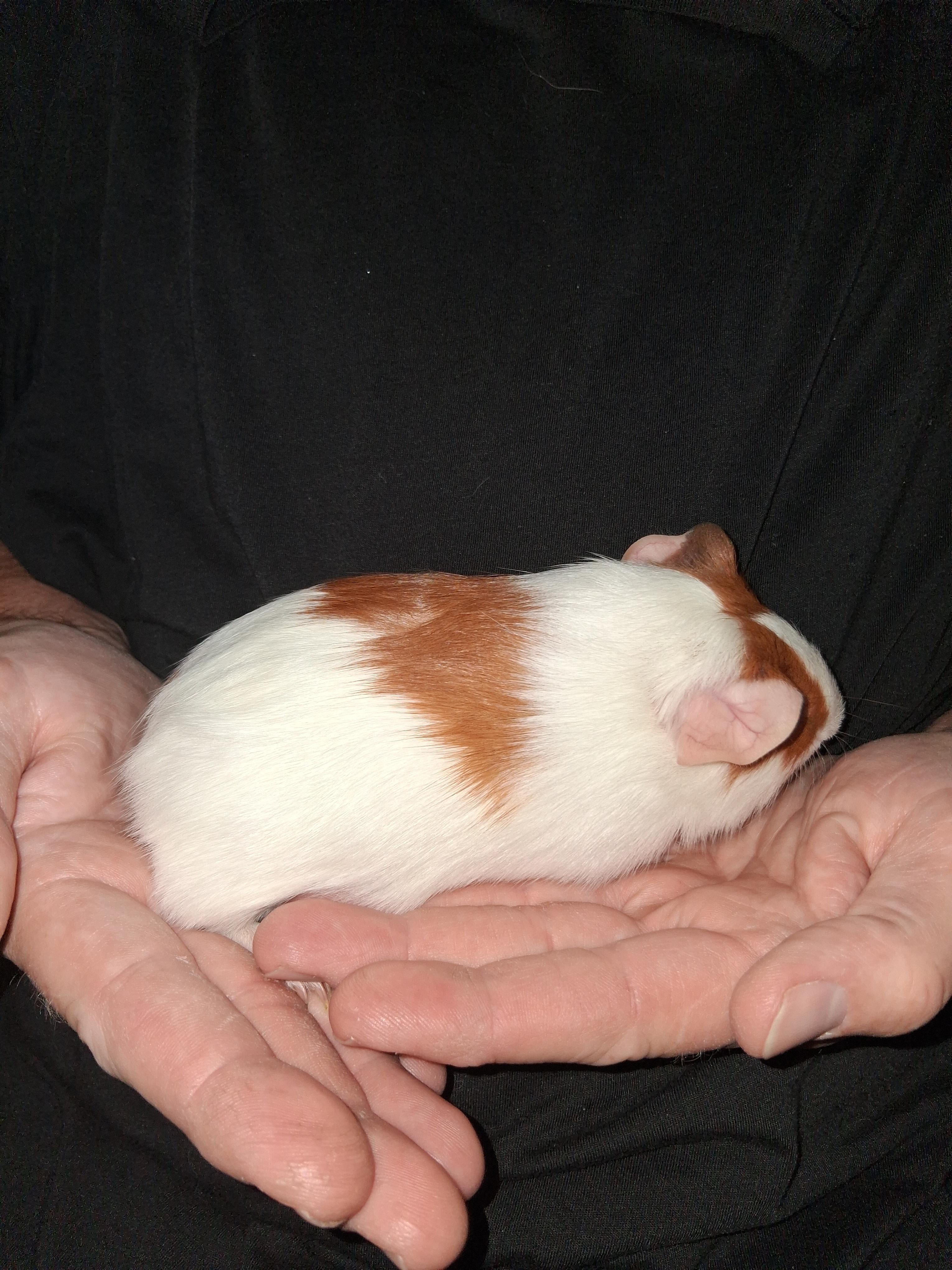 Turner, a Adoptable Guinea Pig in Shelby Township, MI image 1/3