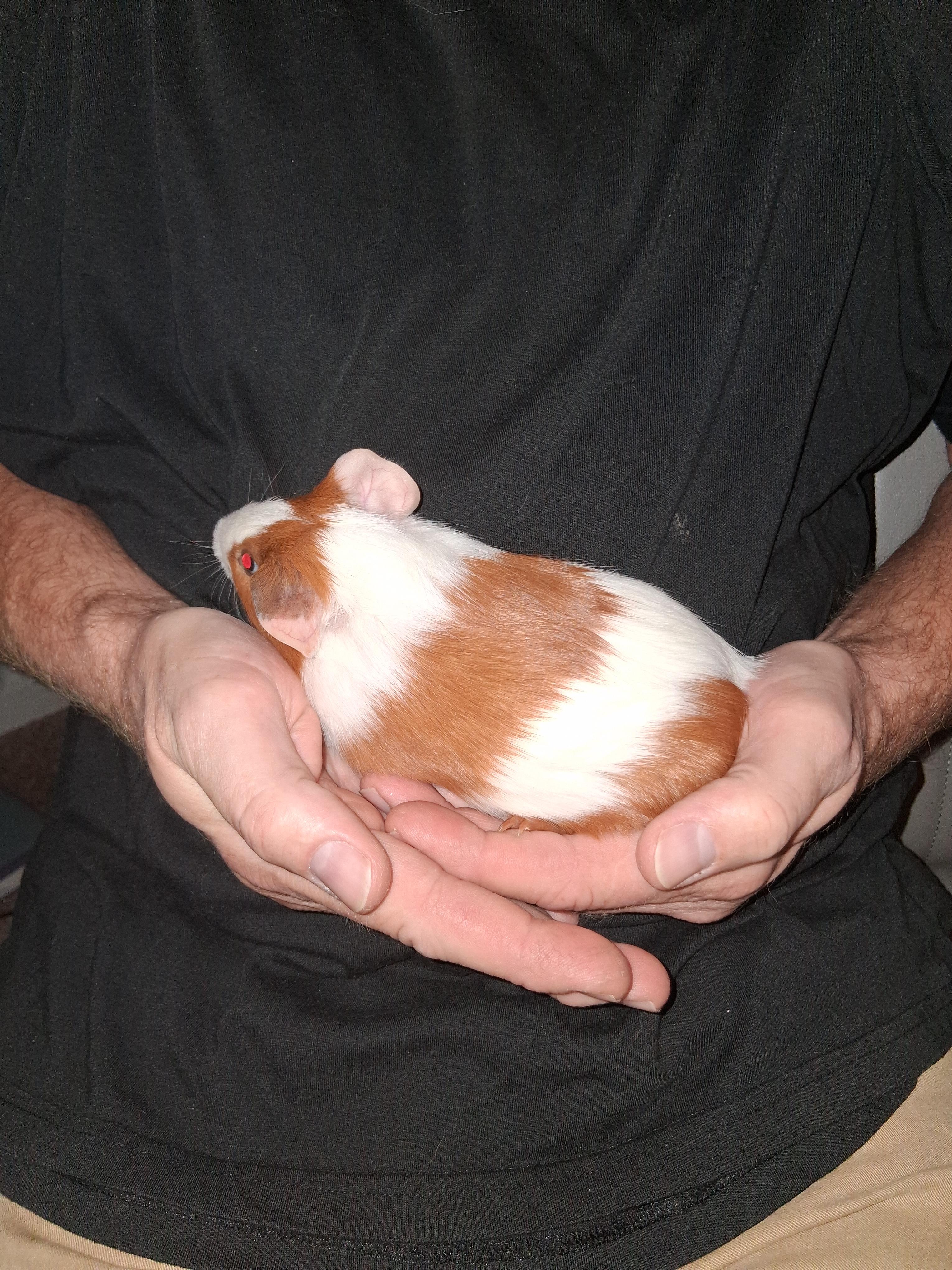 Turner, a Adoptable Guinea Pig in Shelby Township, MI image 2/3