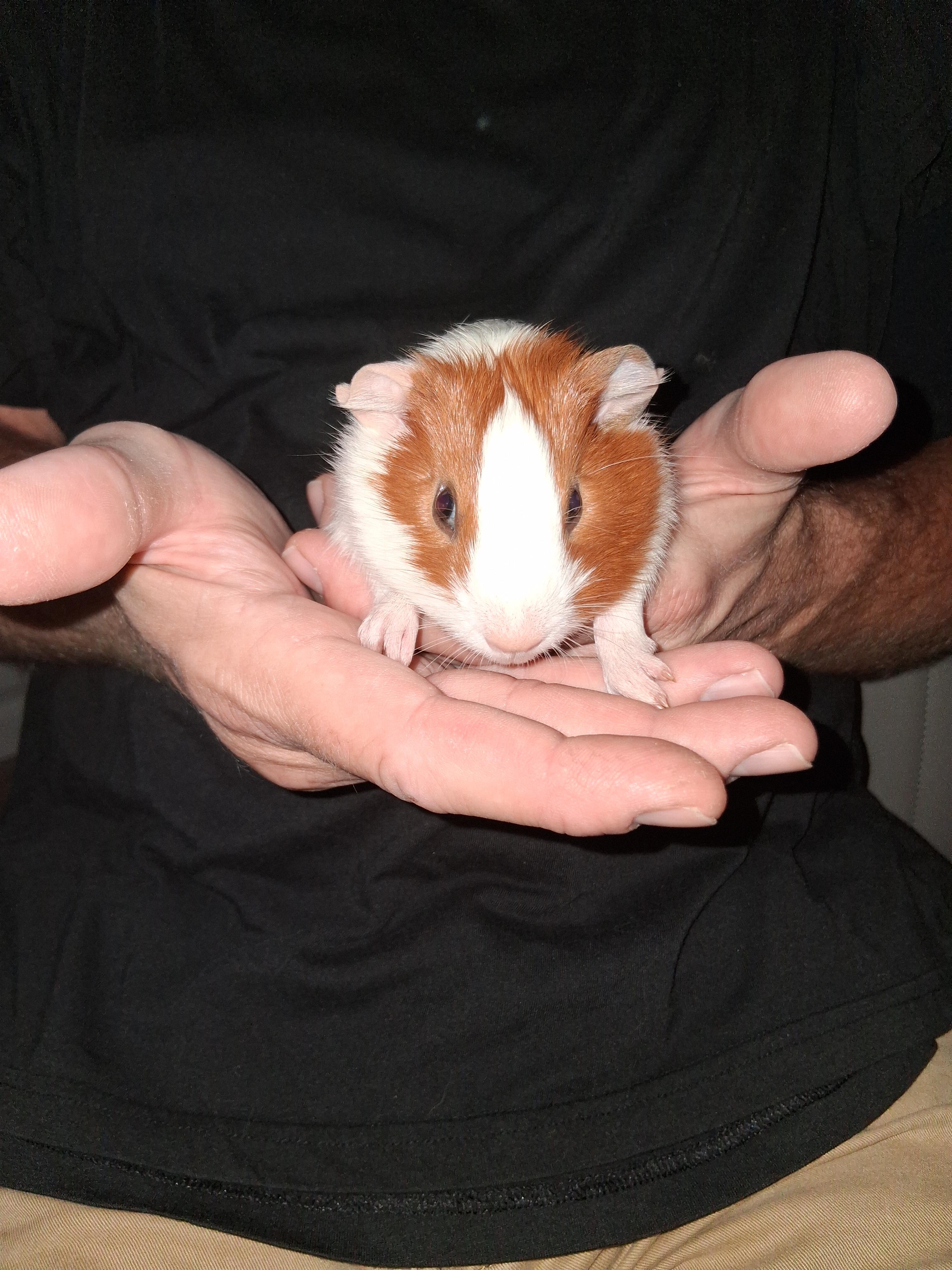 Turner, a Adoptable Guinea Pig in Shelby Township, MI image 3/3