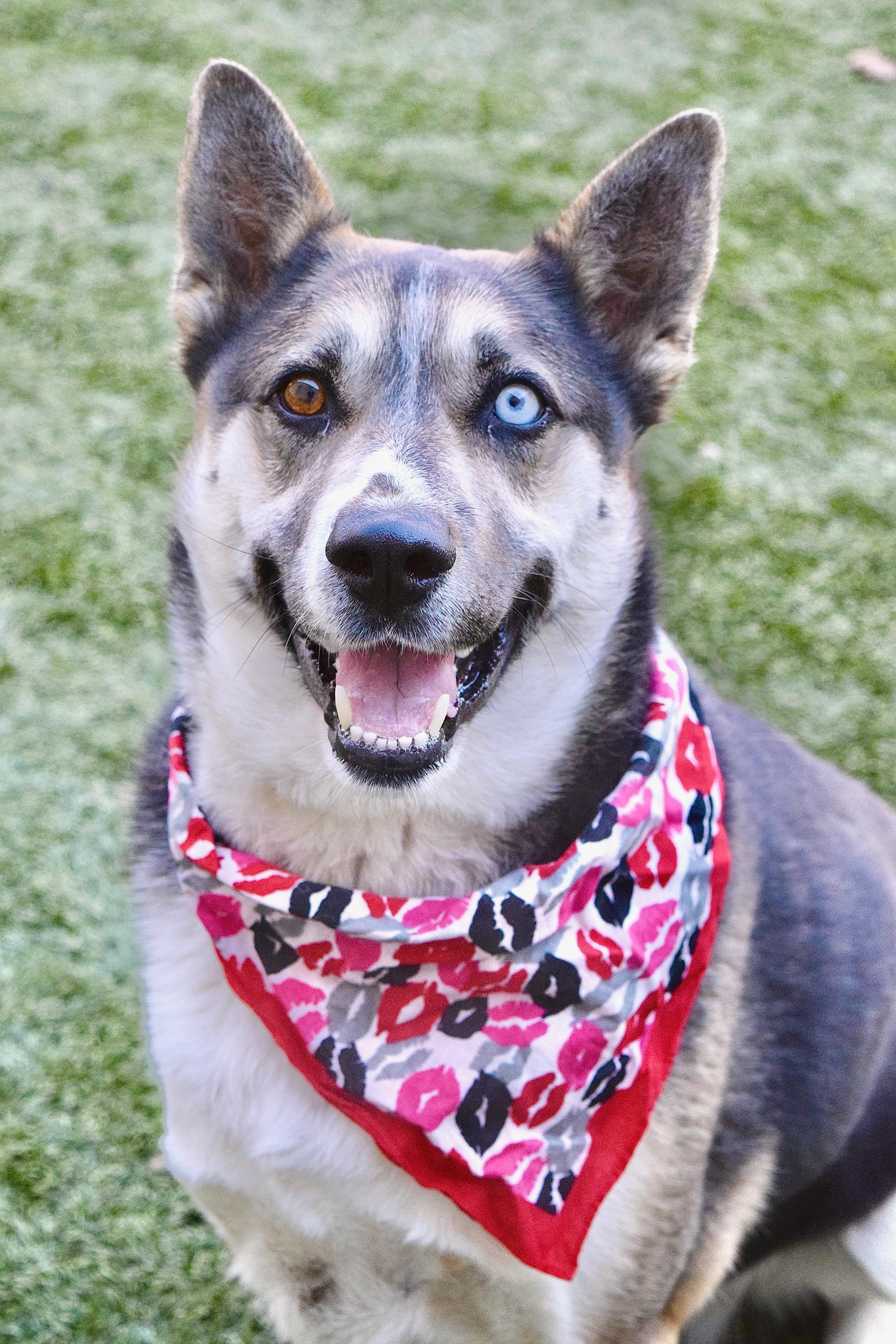 Rusty, ADOPTABLE, Adult Male Siberian Husky & Cattle Dog.