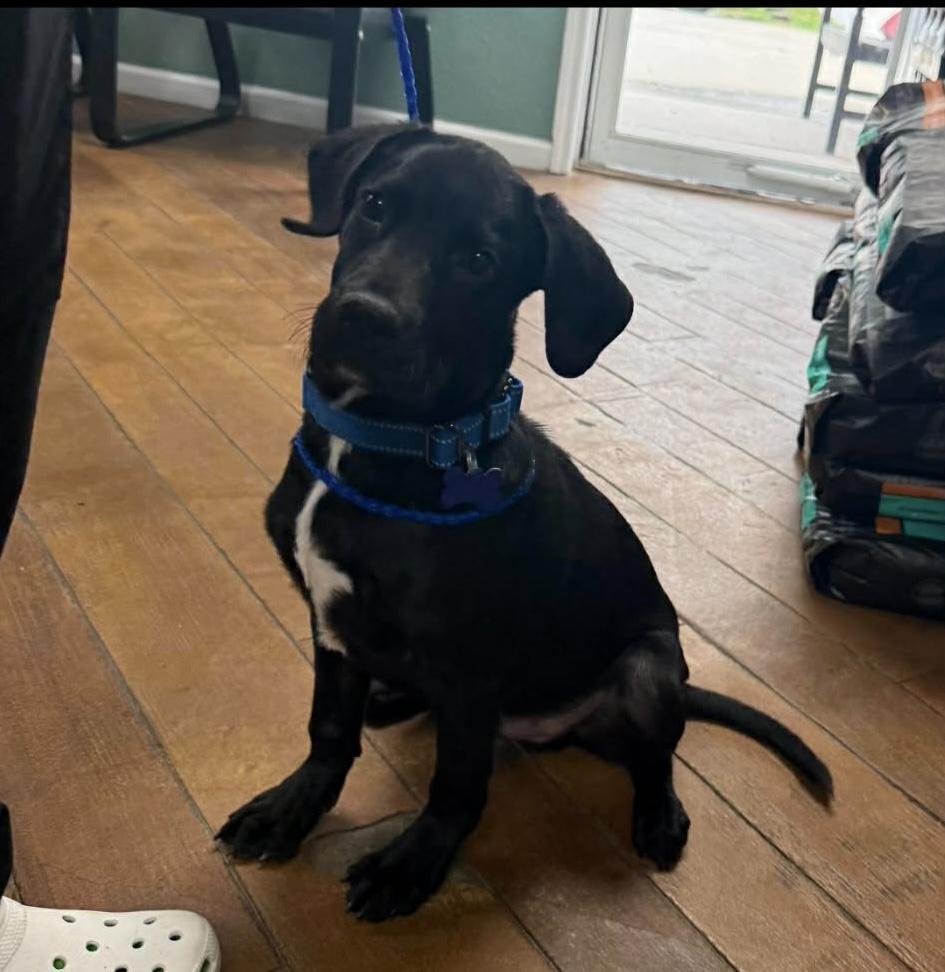 Suede, Adoptable, Puppy Male Labrador Retriever.