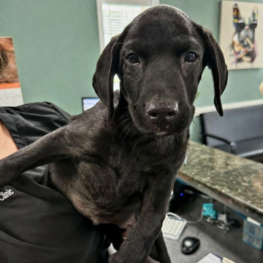 Suede, Adoptable, Puppy Male Labrador Retriever.