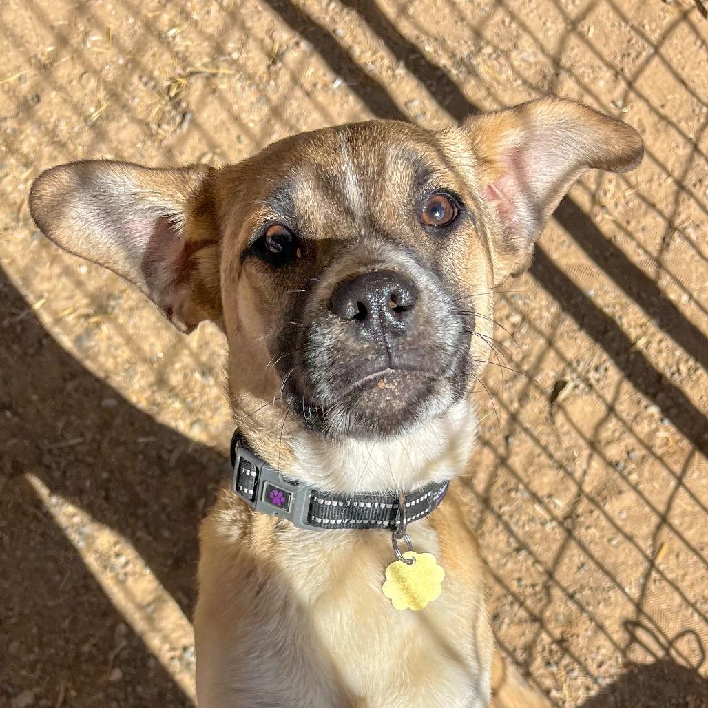 Enlarge Nico, a Adoptable mixed breed in Taos, NM image 1/1