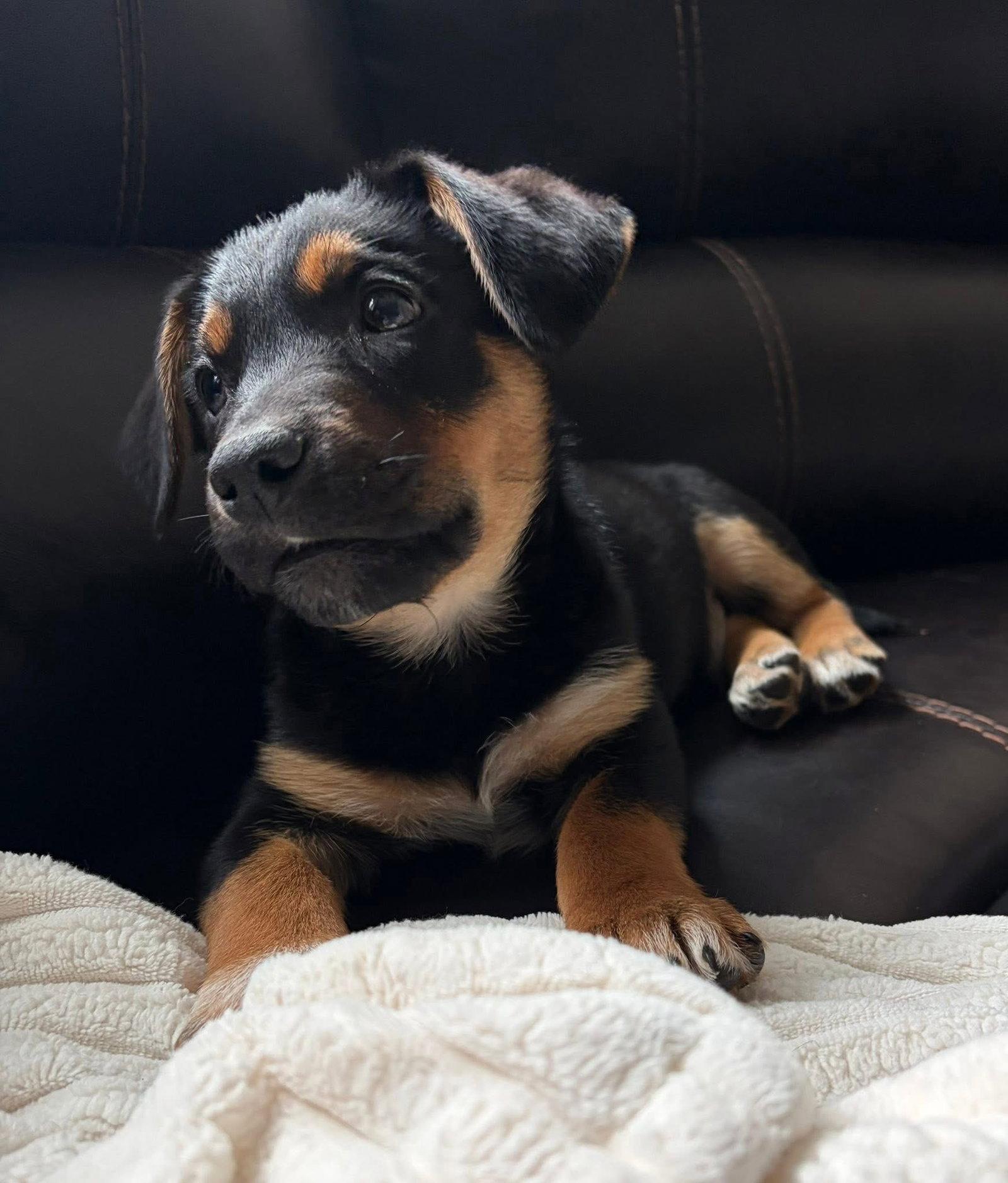 Mittens, Adoptable, Puppy Male Labrador Retriever & Terrier.