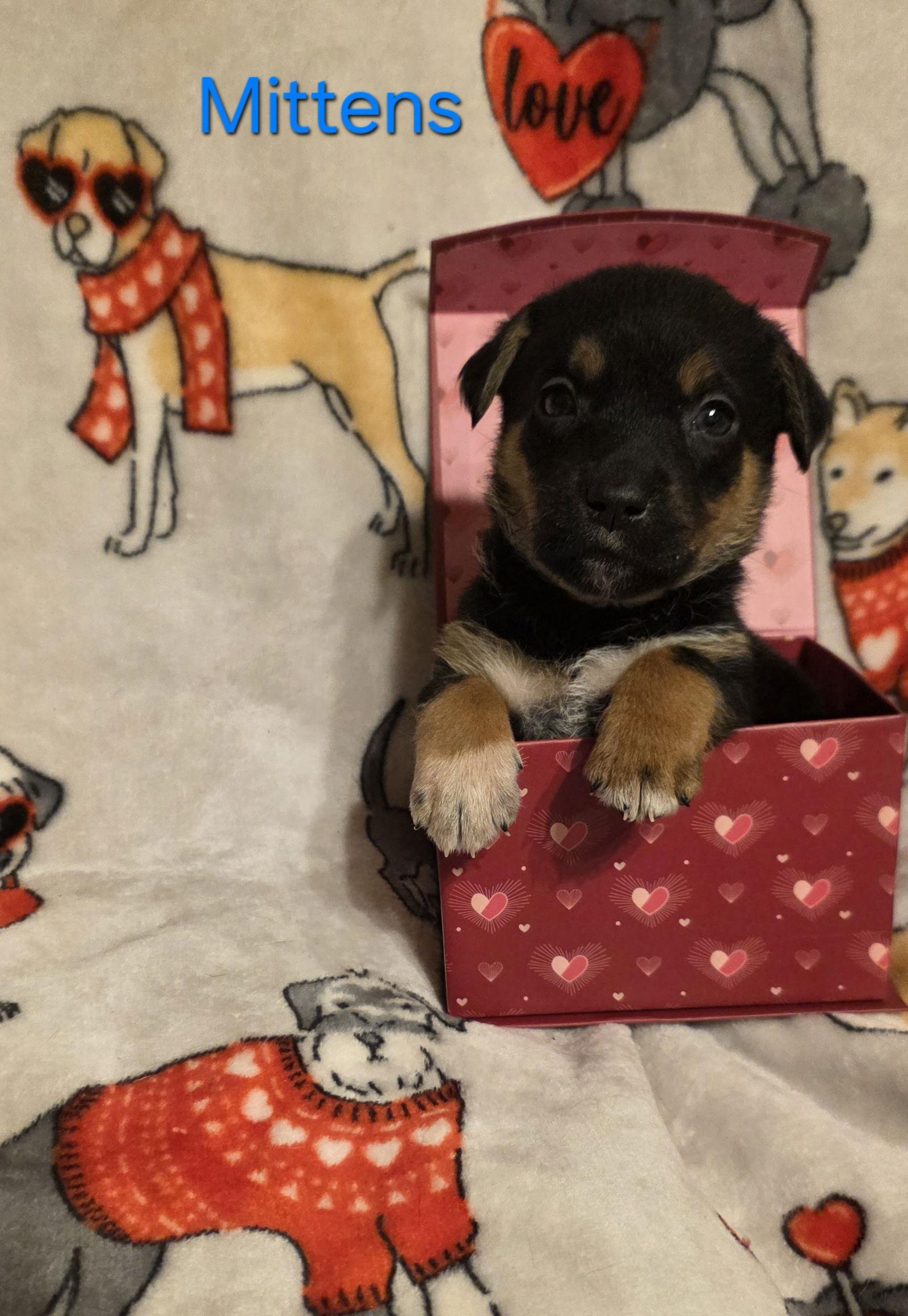 Mittens, Adoptable, Puppy Male Labrador Retriever & Terrier.