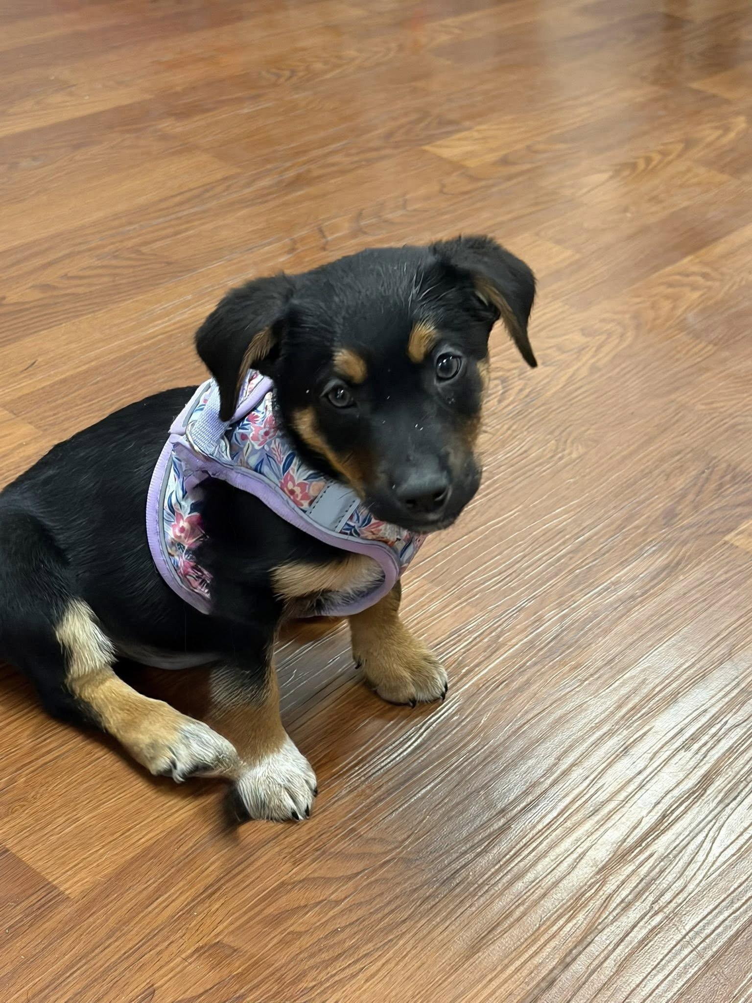 Enlarge Mittens, a Adoptable mixed breed in Elgin, IL image 2/3