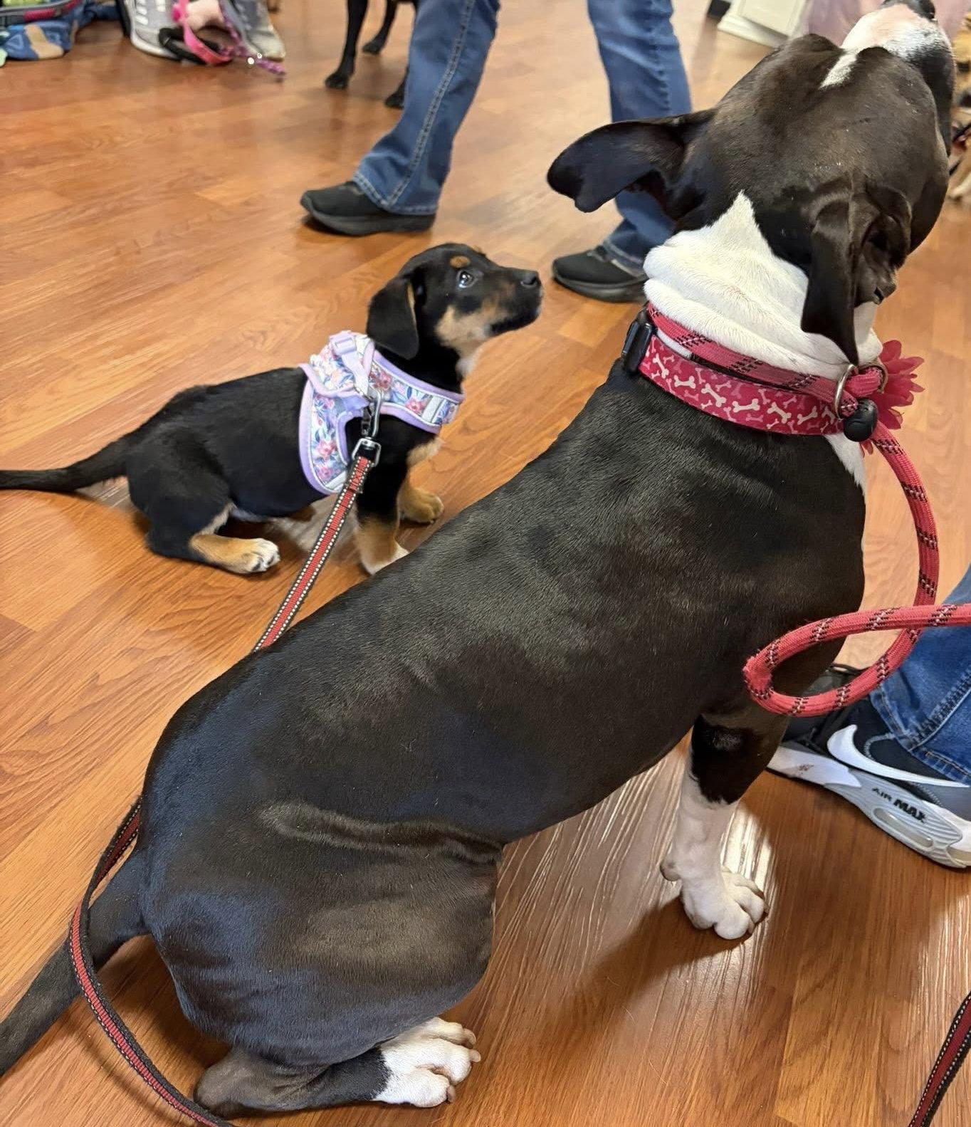 Enlarge Mittens, a Adoptable mixed breed in Elgin, IL image 3/3