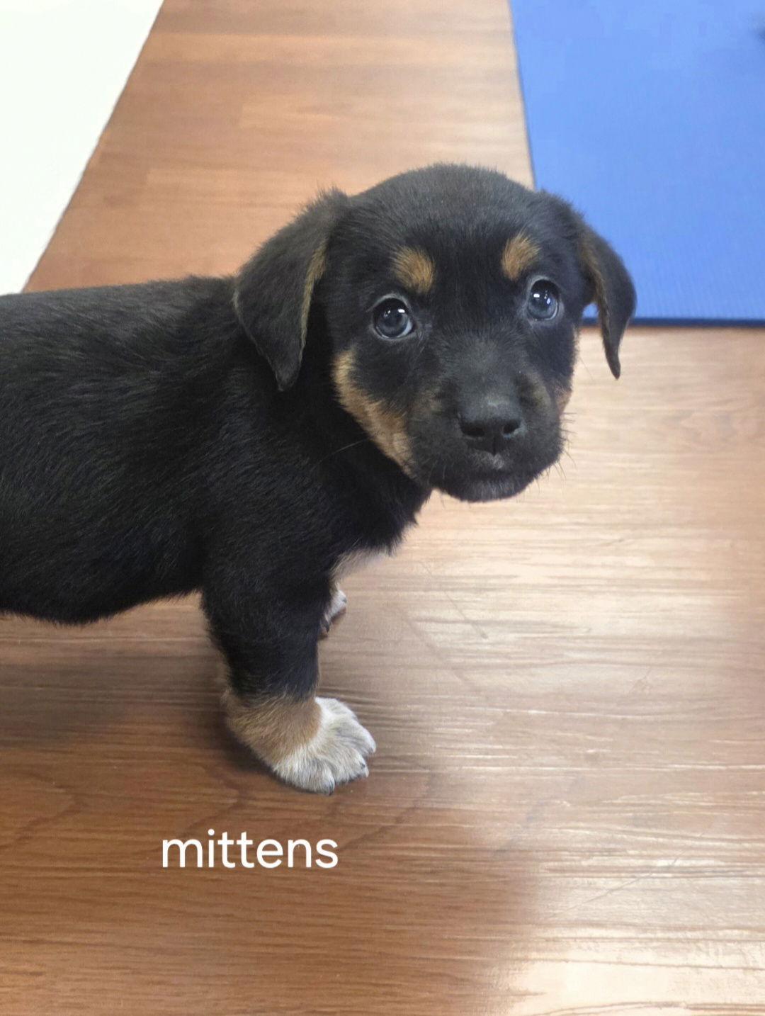 Mittens, Adoptable, Puppy Male Labrador Retriever & Terrier.