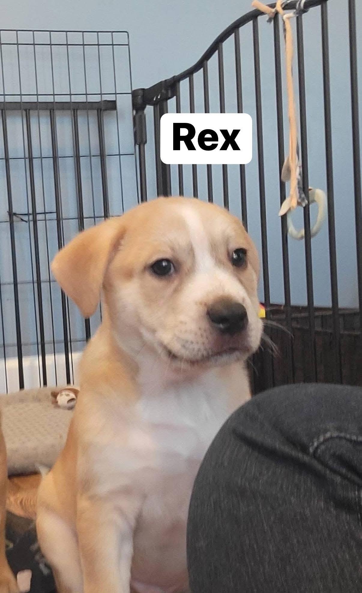 Enlarge Rex, an adopted mixed breed in Elburn, IL image 3/3