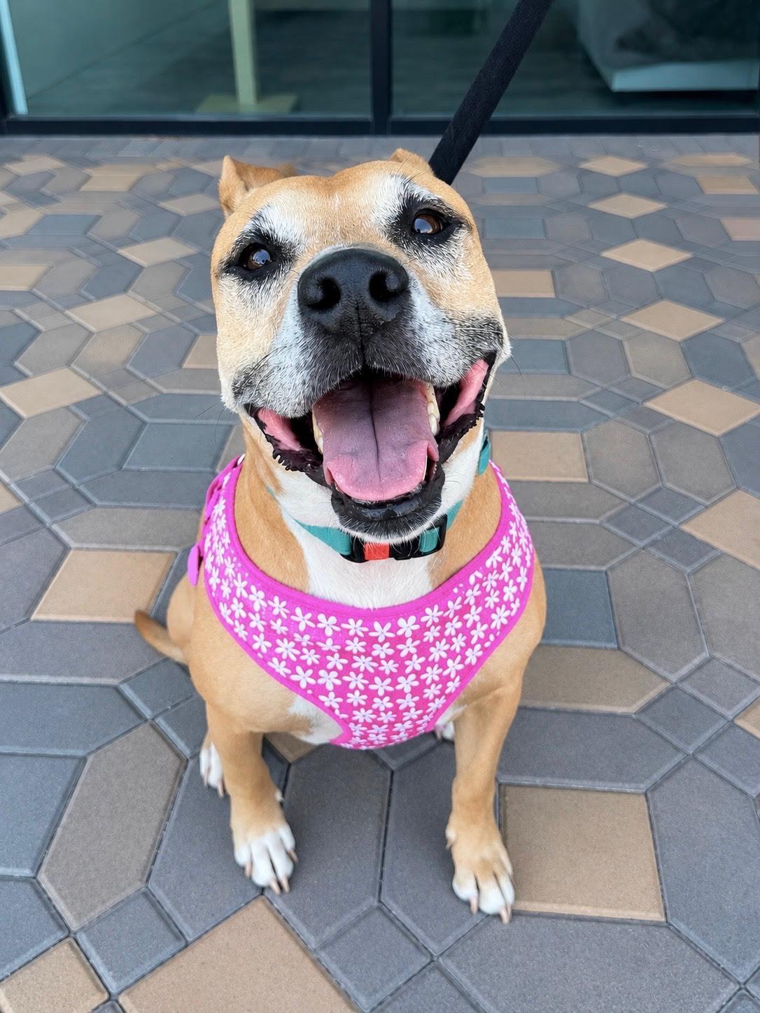 Lady, Adoptable, Adult Female Mixed Breed.