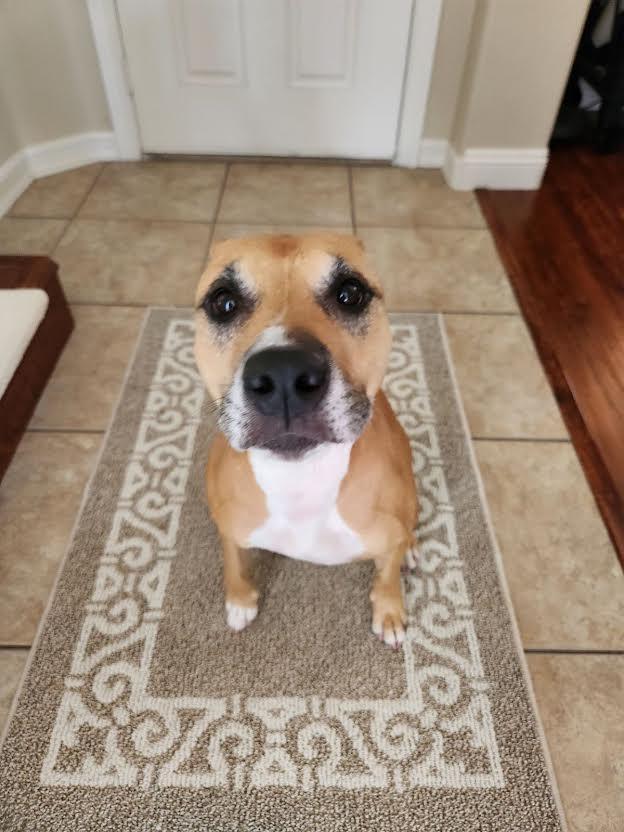 Lady, a Adoptable mixed breed in Las Vegas, NV image 1/3