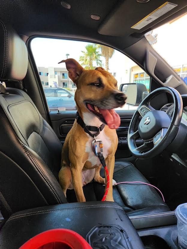 Lady, a Adoptable mixed breed in Las Vegas, NV image 2/3