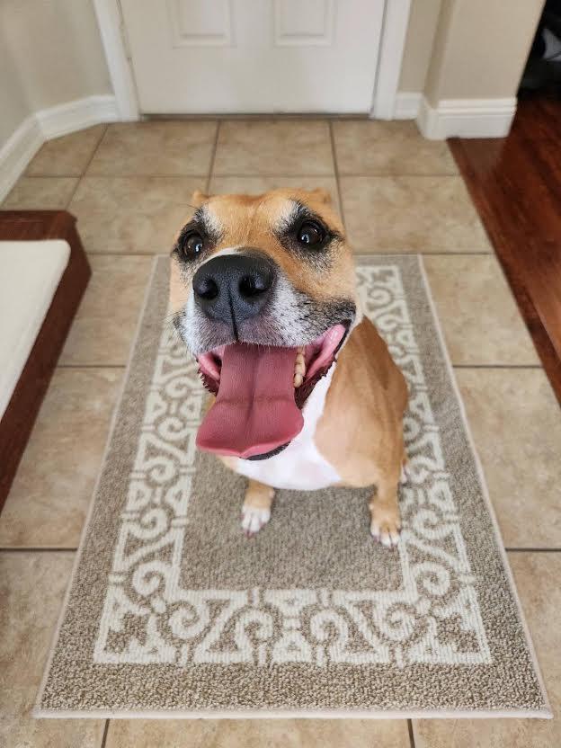 Lady, a Adoptable mixed breed in Las Vegas, NV image 3/3