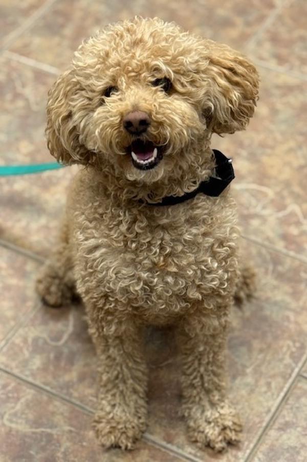 Enzo, Adoptable, Adult Male Poodle.