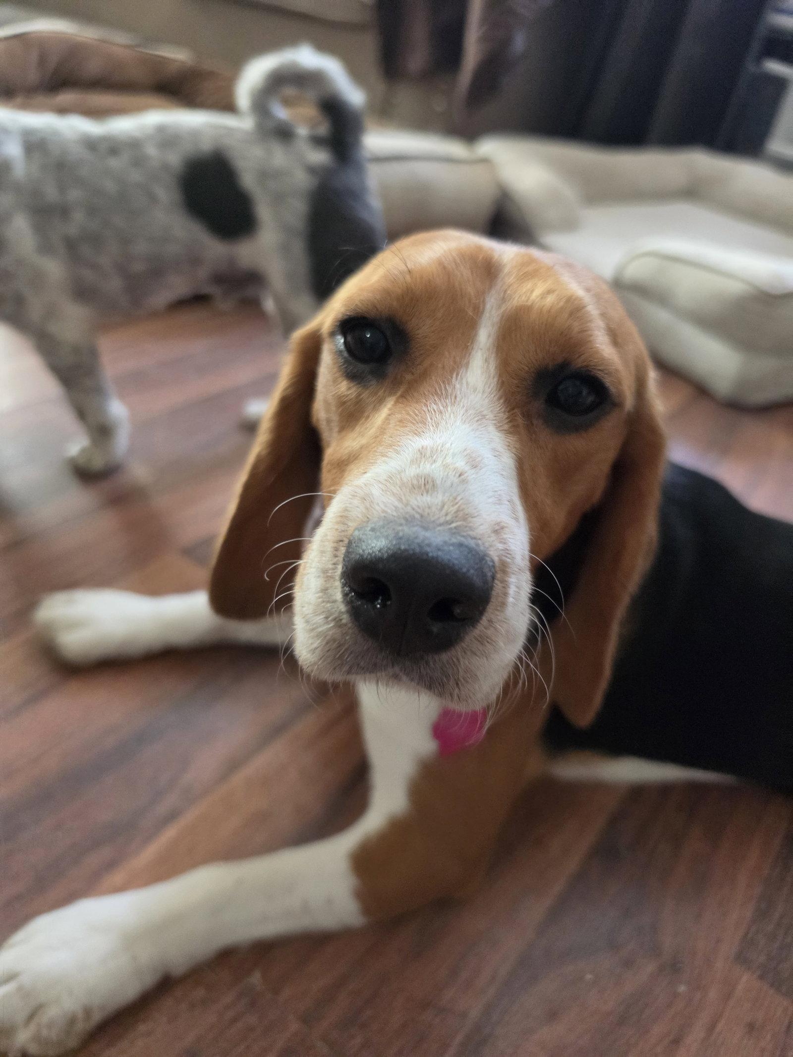 Caspian, a Adoptable Beagle in Las Vegas, NV image 1/3