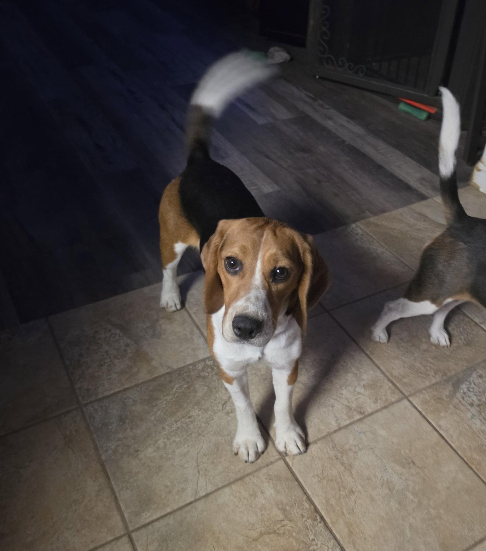 Caspian, a Adoptable Beagle in Las Vegas, NV image 2/3