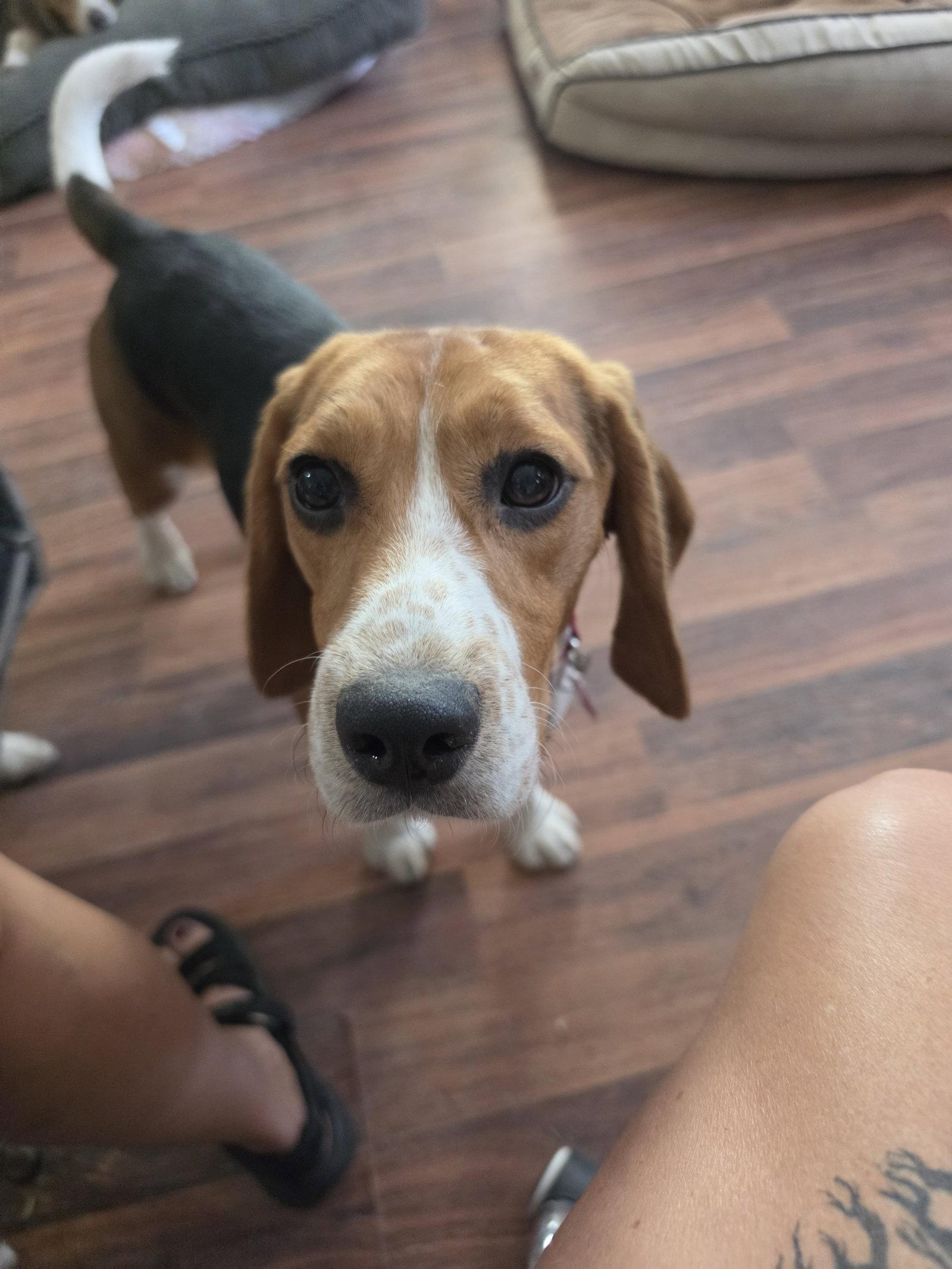 Caspian, a Adoptable Beagle in Las Vegas, NV image 3/3