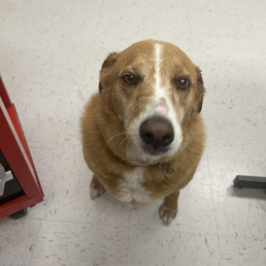 Enlarge REBA, a Adoptable Cattle Dog in Portland, TX image 2/6