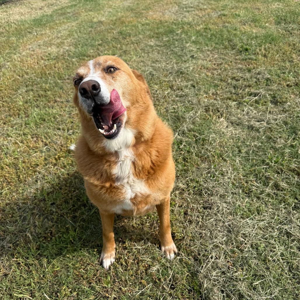 Enlarge REBA, a Adoptable Cattle Dog in Portland, TX image 3/6
