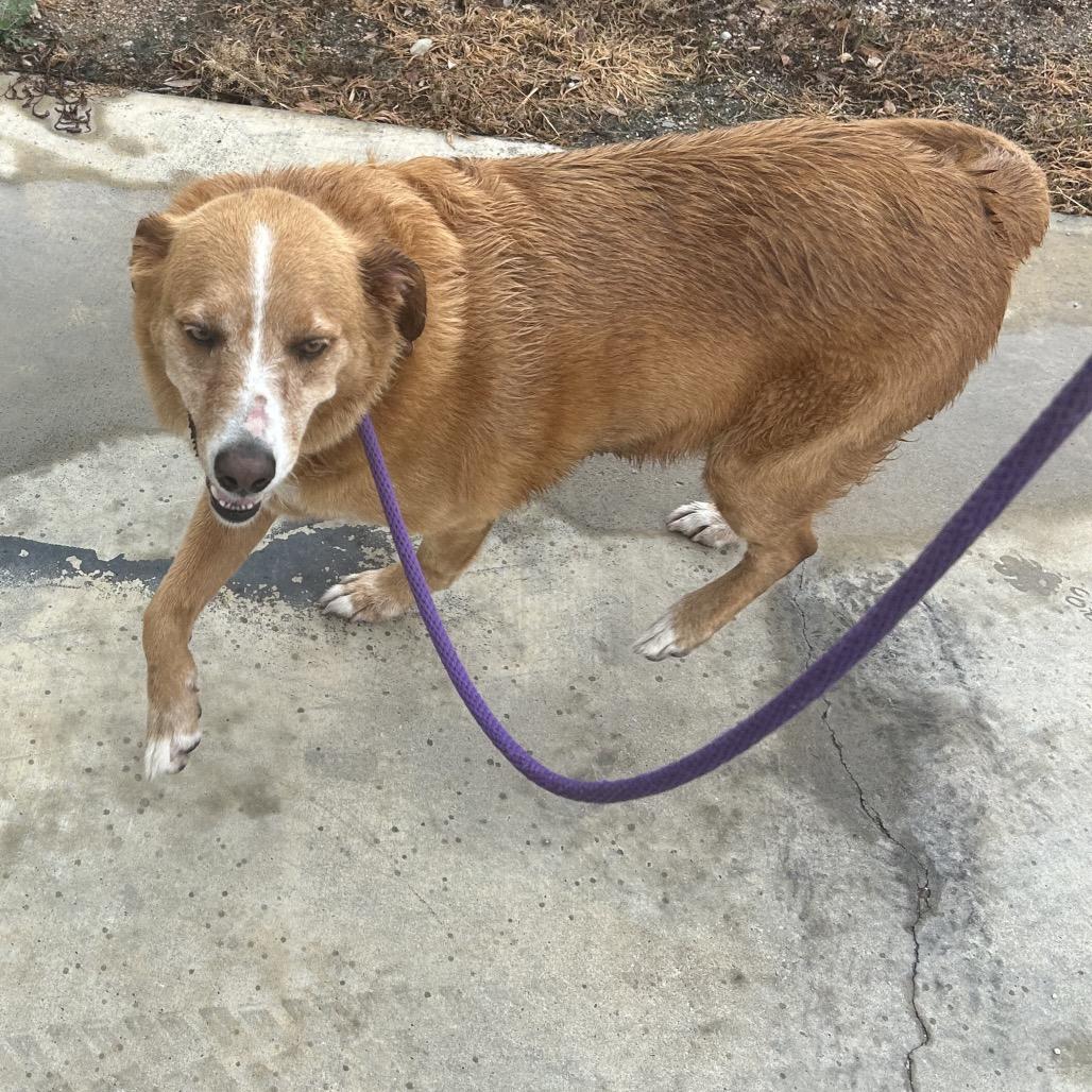 Enlarge REBA, a Adoptable Cattle Dog in Portland, TX image 4/6