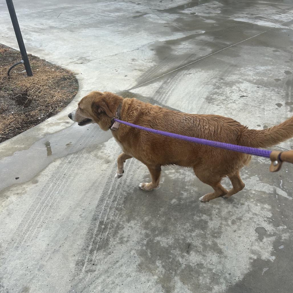 Enlarge REBA, a Adoptable Cattle Dog in Portland, TX image 5/6