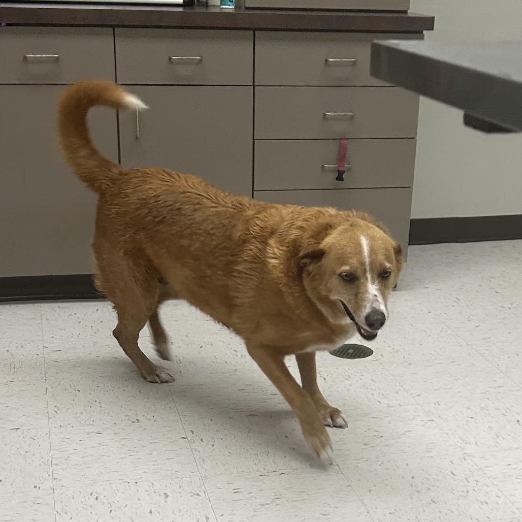 Enlarge REBA, a Adoptable Cattle Dog in Portland, TX image 6/6