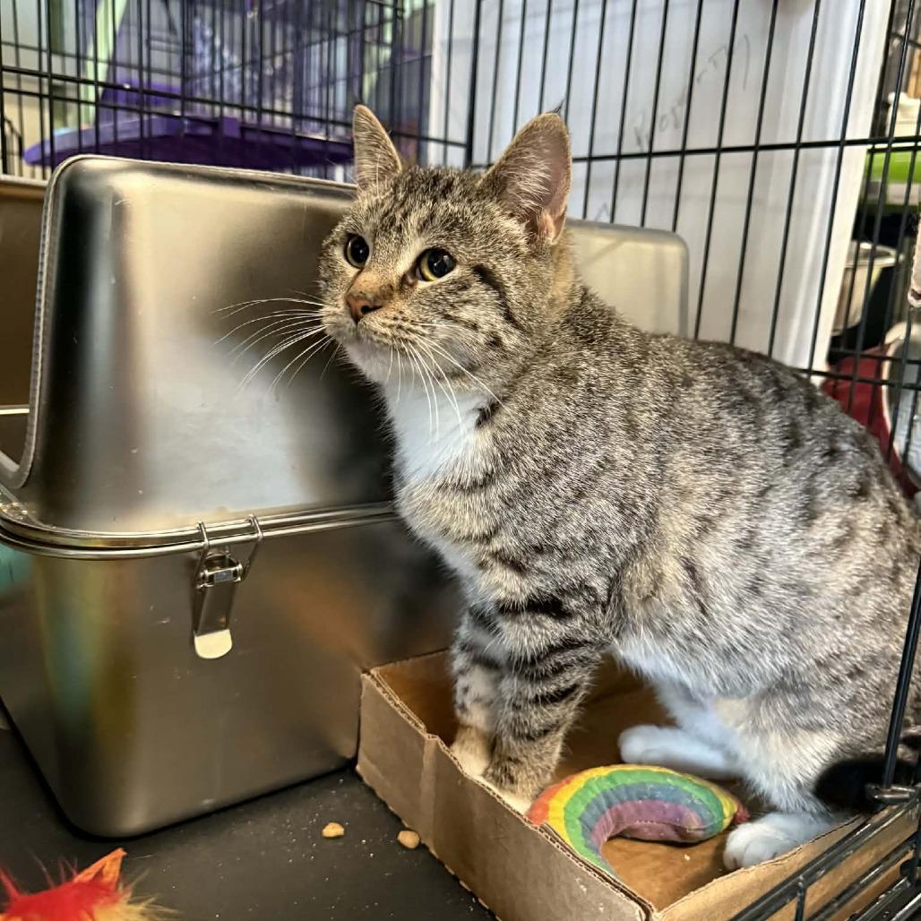 Enlarge Andrea, a Adoptable mixed breed in South Haven, MI image 2/4